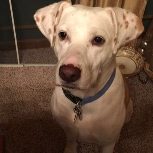 Meet your Posher, Tony